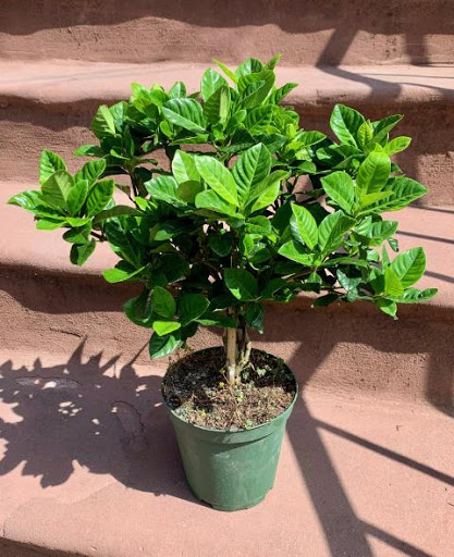 Florist «Hudson Florist», reviews and photos, 741 Bergen Ave, Jersey City, NJ 07306, USA