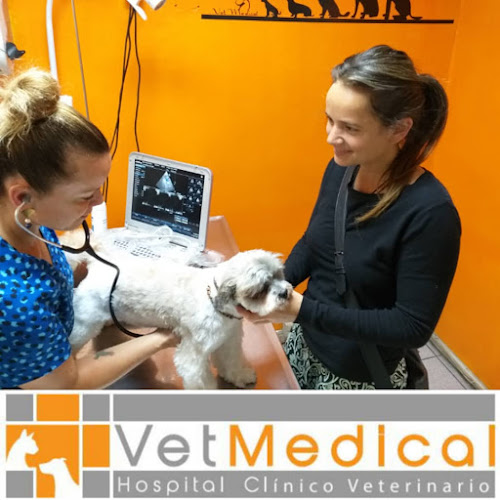 clinica, veterinaria viña, VETMEDICAL, veterinario, peluqueria canina, - Veterinario