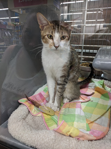 Pet Supply Store «PetSmart», reviews and photos, 19075 Interstate 45 S, Shenandoah, TX 77385, USA