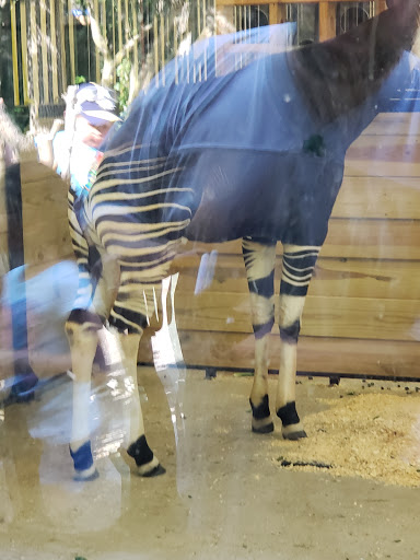 Zoo «Potawatomi Zoo», reviews and photos, 500 S Greenlawn Ave, South Bend, IN 46615, USA