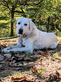 helping paws LLC - Photo 9 - Car repair in Kansas City, KS, Kansas City