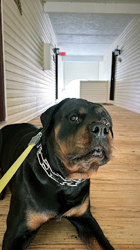 Top Dogg LLC - Photo 8 - Car repair in Alexandria, VA, Alexandria