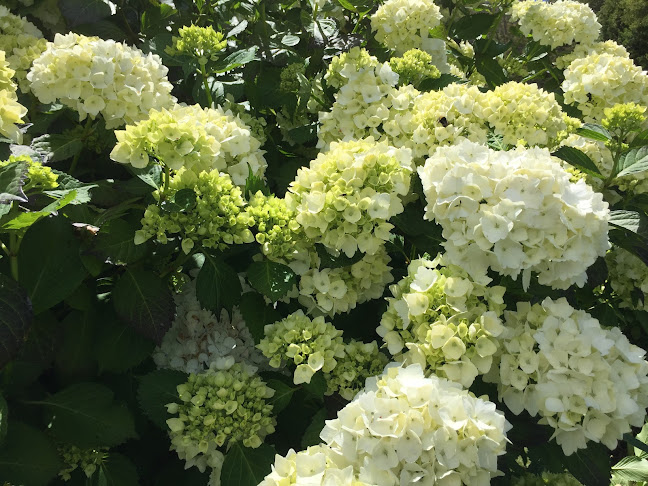 Vivero Lago Ranco