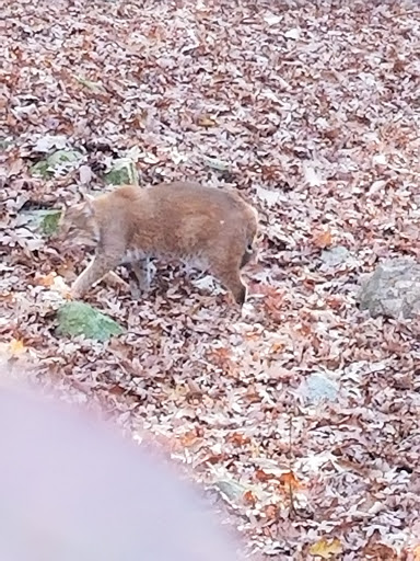 Park «Bays Mountain Park & Planetarium», reviews and photos, 853 Bays Mountain Rd, Kingsport, TN 37660, USA