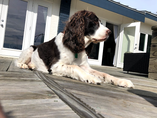 Pet Groomer «Dog Gone Cute Grooming & Bowtique», reviews and photos, 446 Racetrack Rd NW Unit F, Fort Walton Beach, FL 32547, USA