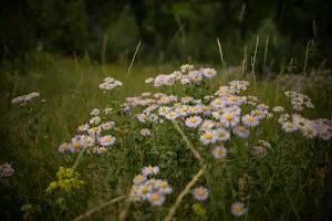 Mountain Meadow Therapeutics image