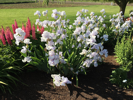 Adelman Peony Gardens