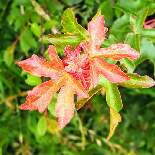 Oak Tree