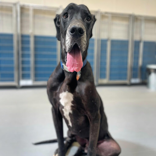 Pet Supply Store «Pet Club Cave Creek», reviews and photos, 4725 E Carefree Hwy, Cave Creek, AZ 85331, USA