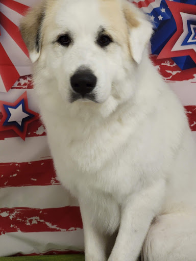 Pet Groomer «One Stop Pet Shop Inc», reviews and photos, 1375 Chestnut St # 103, Emmaus, PA 18049, USA