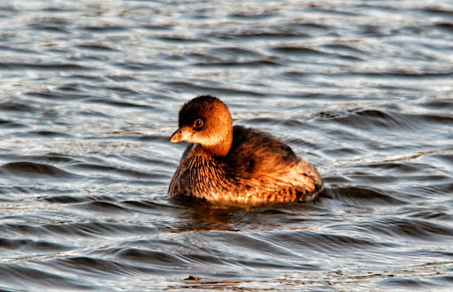 Park «Russell Creek Park», reviews and photos, 3500 McDermott Rd, Plano, TX 75025, USA