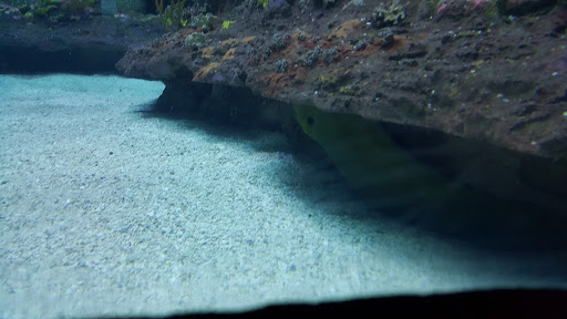 Aquarium «North Carolina Aquarium At Fort Fisher», reviews and photos, 900 Loggerhead Rd, Kure Beach, NC 28449, USA