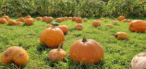 Market «E Z Orchards Farm Market», reviews and photos, 5504 Hazelgreen Rd NE, Salem, OR 97305, USA