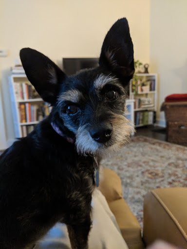 Pet Supply Store «Go Pet Go», reviews and photos, 878 MO-291, Liberty, MO 64068, USA