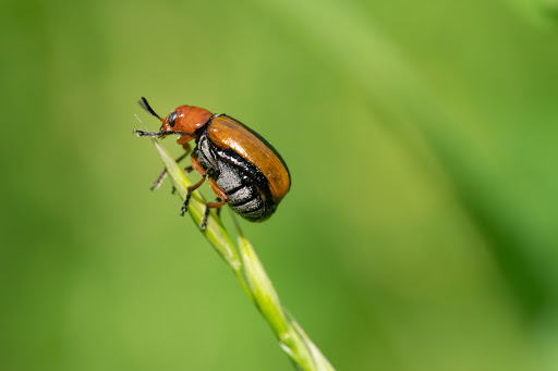 Park «Colby Lake Park», reviews and photos, 9715 Valley Creek Rd, Woodbury, MN 55125, USA