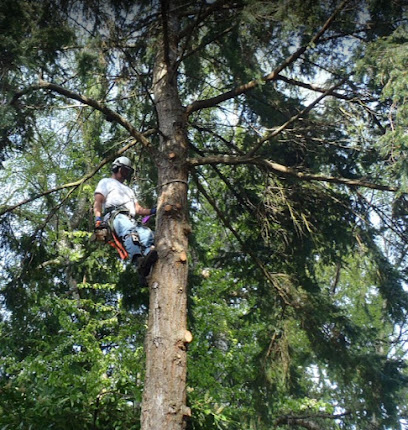 TALL TIMBER TREE SERVICES SOUTH SURREY