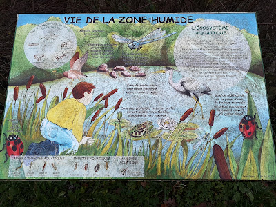 Vie de la zone humide à Noyal-Châtillon-sur-Seiche