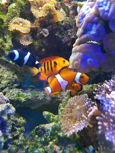 Pet Store «Art In Motion Pets», reviews and photos, 1893 S Western Ave, Marion, IN 46953, USA