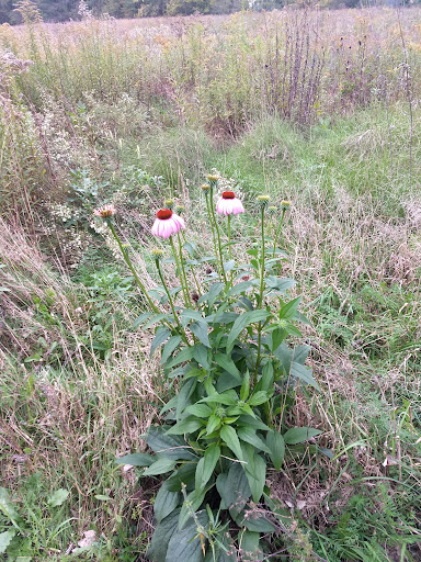 Park «Macgregor Park», reviews and photos, Macgregor Park Rd, Westfield, IN 46074, USA