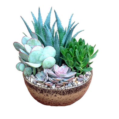 Florist «Phoenix Flower Shops», reviews and photos, 5018 W Northern Ave, Glendale, AZ 85302, USA