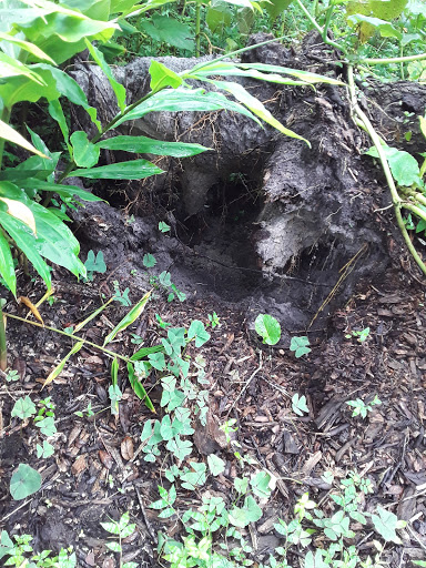 Farm «Sweetwater Organic Community Farm», reviews and photos, 6942 W Comanche Ave, Tampa, FL 33634, USA