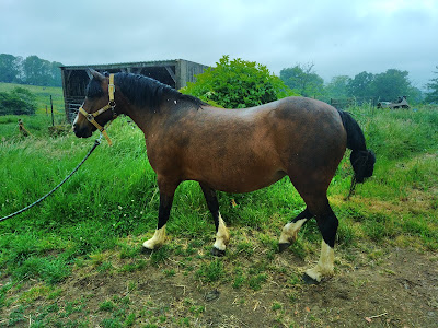 Haras du Chatenet à Saint-Jal