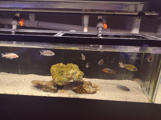 Tropical Fish Store «Optimum Aquarium», reviews and photos, 840 Ernest W Barrett Pkwy NW #700, Kennesaw, GA 30144, USA
