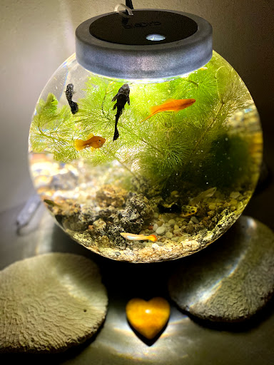 Tropical Fish Store «Delta Pet Center LLC», reviews and photos, 1370 Corporate Square Blvd, Slidell, LA 70458, USA