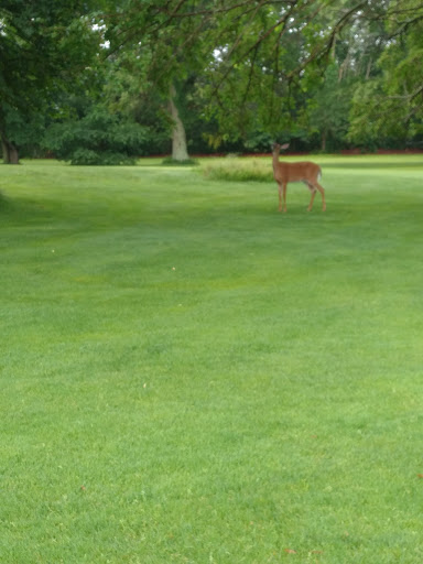 Golf Course «Christopher Morley Park Golf», reviews and photos, 500 Searingtown Rd, Roslyn, NY 11576, USA