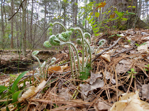 Park «Brookhaven Nature Park», reviews and photos, 5125 Berkeley St, Raleigh, NC 27612, USA