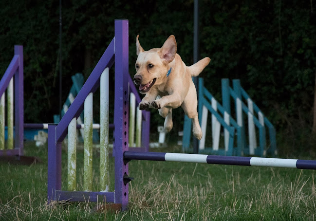 Reviews of Drayton Parslow Dog Daycare and Agility Training in Milton Keynes - Dog trainer