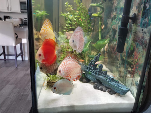 Tropical Fish Store «Jack Wattley Discus», reviews and photos, 6944 NE 4th Ave, Miami, FL 33138, USA