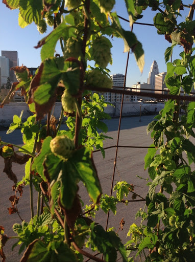 Brewery «Angel City Brewery», reviews and photos