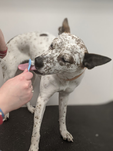 Pet Supply Store «Brookside Barkery & Bath», reviews and photos, 118 W 63rd St, Kansas City, MO 64113, USA