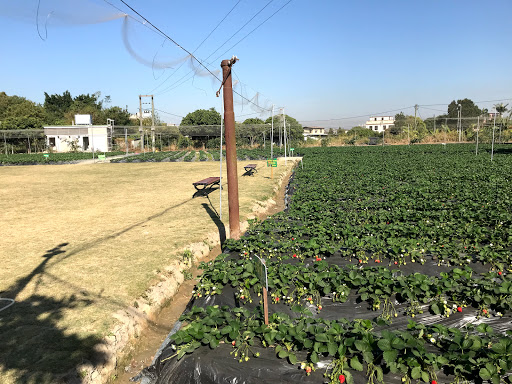 Long Ping Strawberry Park