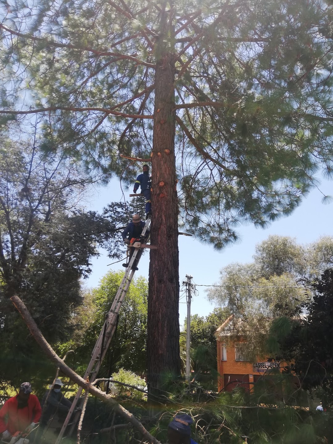 MSK Tree Felling and Gardening Services (PTY) LTD