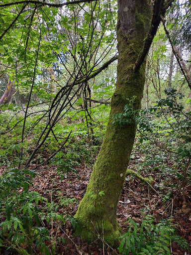 Park «Celebration Park», reviews and photos, 1095 S 324th St, Federal Way, WA 98003, USA