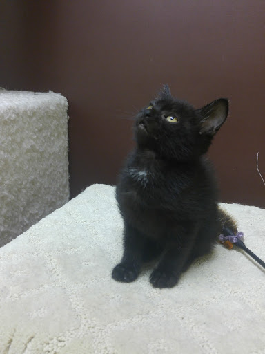 Pet Supply Store «Petco Animal Supplies», reviews and photos, 2435 N Hwy 67, Florissant, MO 63033, USA