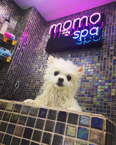 Momo Pet Kuaför | Beşiktaş İstanbul - Evcil Hayvan Kuaförü
