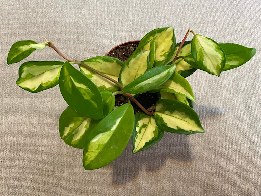 Florist «Pollen», reviews and photos, 2918 N Milwaukee Ave, Chicago, IL 60618, USA