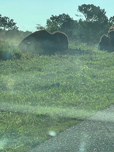 Nature Preserve «Elk and Bison Prairie», reviews and photos, Elk & Bison Prairie Rd, Golden Pond, KY 42211, USA
