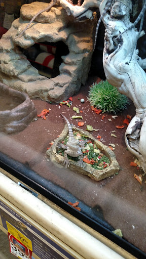 Pet Supply Store «PetSmart», reviews and photos, 47142 Michigan Ave, Canton, MI 48188, USA