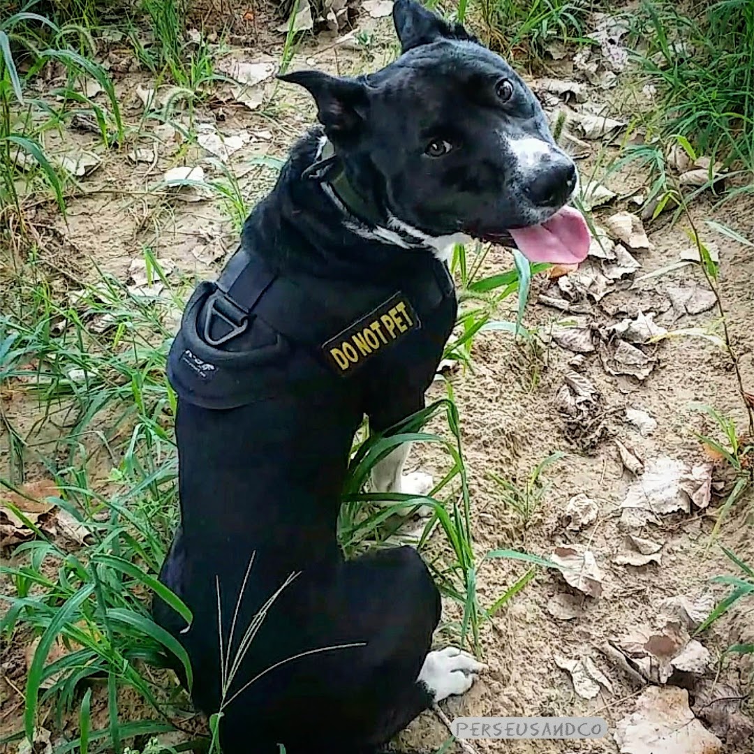 Elite K-9, Inc.