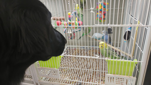 Pet Supply Store «Pet Supplies Plus», reviews and photos, 4405 Milestrip Rd, Blasdell, NY 14219, USA