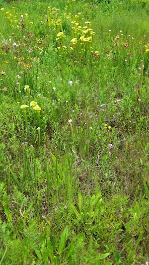 Piney Ridge Nature Preserve - photo 62