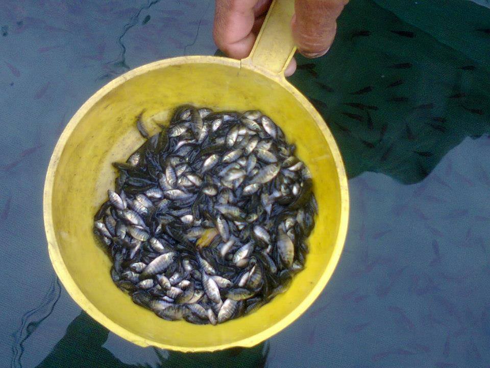 Bibit Ikan Nila Pasuruan