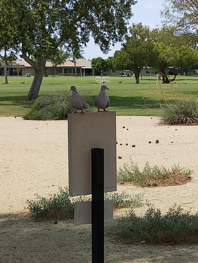 Golf Course «Sun City North Golf Course», reviews and photos, 12650 N 107th Ave, Sun City, AZ 85351, USA