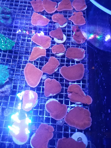 Pet Store «Tanks A Lot Aquariums», reviews and photos, 6680 Lantana Rd, Lake Worth, FL 33467, USA