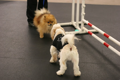 Pet Supply Store «Chaar», reviews and photos, 1635 Airport Rd, Allentown, PA 18109, USA