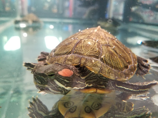 Pet Supply Store «Petco Animal Supplies», reviews and photos, 2689 Market Center Dr, Rockwall, TX 75032, USA